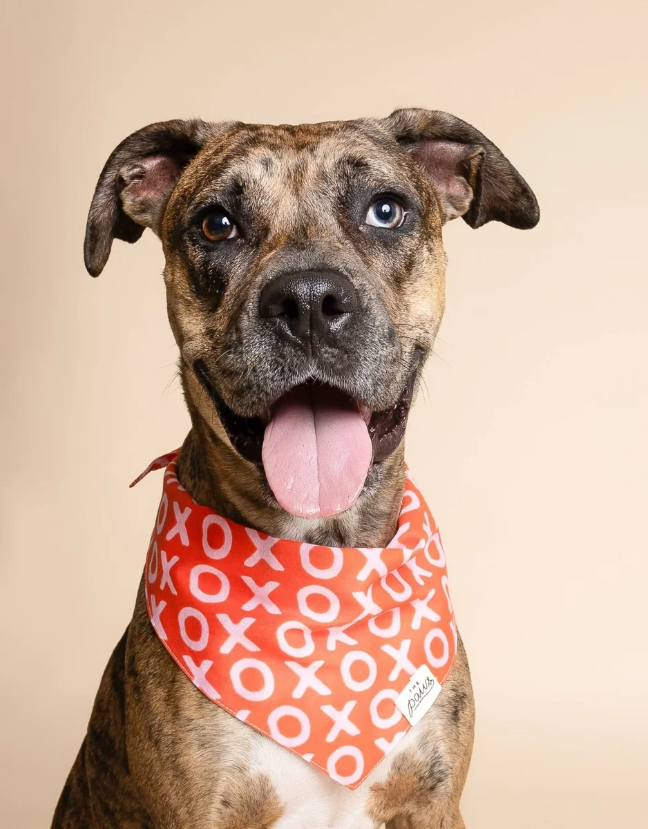 Bandana pour chien XO – Image 4