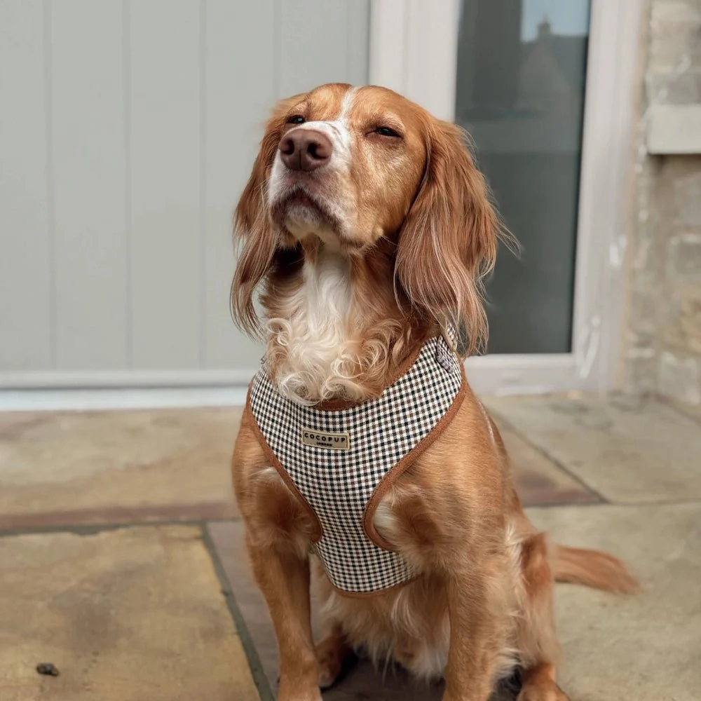 Harnais pour chien H réglable Heritage Check chic – Image 3