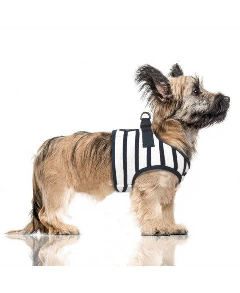 Harnais pour chien rayé marin Loan – Image 4